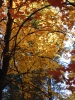 PICTURES/Oak Creek Canyon In October/t_Yellow Tree1.jpg